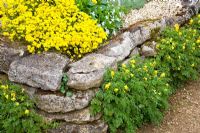 Corydalis lutea growing in cracks of stone wall
