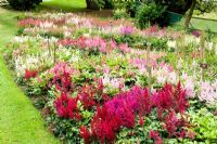 National Collection of Astilbes at Holehird garden, Windermere