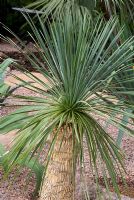 Yucca linearis in the 'Turn it Tropical' garden, Exhibitor - Amulree Exotics, Designers - Amulree Exotics, Lucy Thornton - RHS Tatton Flower Show 2008