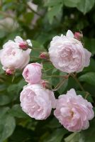Rosa 'Blush Noisette' syn. Rosa 'Noisette Carnee', a climbing rose with clusters of small, cupped, semi-double, flowers with a rich clove scent and good repeat flowering - Ousden House