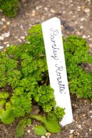Petroselinum crispum 'Rosette' - Young plant with label in the ground