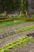 Traditional kitchen garden with rows of young lettuces and onions