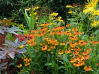 Colour themed border with Ricinus communis 'Carmencita', and Helenium at Lilac Cottage, Staffordshire NGS