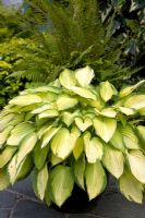Hosta 'Gold Standard' with heart shaped green-yellow leaves and Polystichum setiferum 'Pulcherrimum Bevis' at Lilac Cottage, Staffordshire NGS