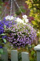 Hanging basket containing white Surfinia, blue trailing Lobelia and pale lilac Bacopa