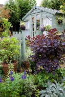 Pale green summerhouse, gate and fence in garden with mixed variety of shrubs including Cotinus 'Royal Purple' with dark red-purple foliage