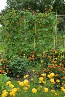 Allotments in Great Haywood, Staffordshire with runner beans and marigolds