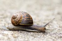 Helix aspersa - Garden snail
