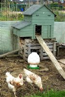 Chickens kept on allotment