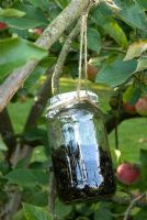 Water-filled jam jar suspended in apple tree to catch wasps
