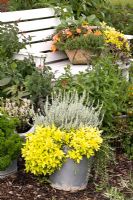 Mixed container plantings of Helichrysum italicum 'Aladin', Thymus petroselinum, Salvia rutilans, Mentha and Origanum vulgare 'Goldtaler' 