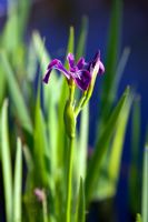 Iris versicolour - Blue flag Iris 