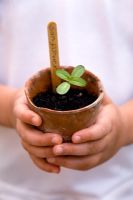 Child holding a terracotta pot with a Sunflower seedling and a wooden plant lable made from a lolly stick