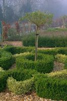 Buxus hedging surrounding trained standard - Rolls Farm Helions, Bumpstead, Essex