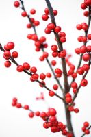 Ilex verticillata - Holly berries