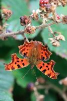 Polygonia c-album - Comma butterfly feeding on ripe blackberry