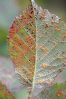 Phragmidium violaceum - Blackberry common rust, showing orange pustules on underside of leaf