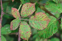 Phragmidium violaceum - Blackberry common rust, showing spots on upper leaf surface