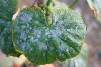 Erysiphe or Sphaerotheca - Curcurbita powdery mildew on cucumber leaf
