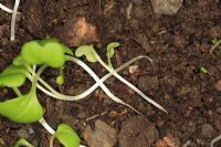 Wirestem seedlings collapse when stem thins at ground level