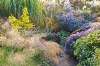 Mixed bed of Aster, ornamental grasses and Eragrostis 