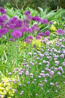 Allium 'Purple Sensation' and Allium schoenoprasum 