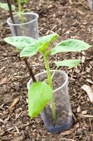 Seedling protected with recycled plastic pot