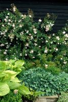 Mixed bed with Rosa and Hostas - Rolls Farm, Helions Bumpstead, Essex