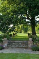 Steps with containers of clipped Buxus balls on lawn under oak tree - Rolls Farm, Helions Bumpstead, Essex