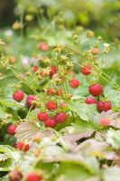 Fragaria vesca - Wild strawberries
