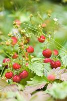 Fragaria vesca - Wild strawberries