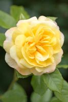 Rosa 'Chinatown' - Floribunda rose 