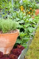 Mixed vegetable bed - Lettuce 'Lollo Rosso', Capsicum, Rosmarinus and Solanum melongena 