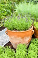 Lavandula in terracotta pot surrounded with other herbs - Origanum in foreground