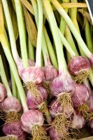 Allium sativum ophioscorodon 'Chesnok Wight' - Hardneck garlic variety
