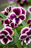 Viola x wittrockiana f1 'Springtime Cassis'