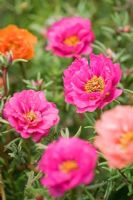 Portulaca grandiflora 'Sundial Mix' - Moss Rose