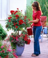 Woman watering pot containing standard Rosa 'Medley Red' underplanted with Verbena, Petunia, Ipomoea batatas and Lysimachia on patio