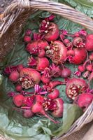 Beta vulgaris var. esculenta 'Tondo di Chioggia' - Organic beetroot 