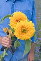 Man picking sunflowers, Helianthus annuus 'Sun King'