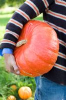 Pumpkin harvest, carrying Cucurbita 'Rouge Vif d'Etampes' pumpkin