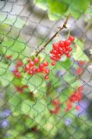 Redcurrants covered with netting 