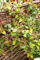 Rubus fruticosa - Blackberries growing up woven fence