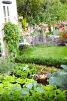 Small vegetable garden with Brassicas and lettuces 