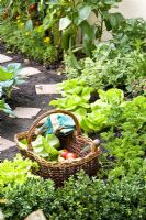 Basket of harvested lettuce and tomatoes in small vegetable garden