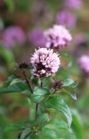 Mentha x piperita f citrata 'Basil' - Basil mint in flower 