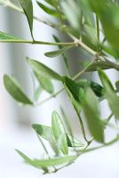 Olea europaea - Olive tree 