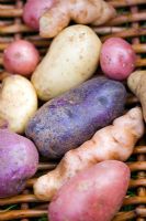 Mixed potatoes in wicker basket including 'Alex', 'Blue Congo', 'Mimi', 'Kestrel', 'Anya', 'Arran Victory' and 'Almond' varieties