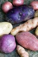 Mixed potatoes including 'Alex', 'Blue Congo', 'Mimi', 'Kestrel', 'Anya', 'Arran Victory' and 'Almond' varieties