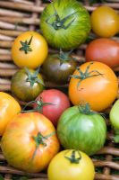Tomatoes including 'Tiger Green', 'Orangino', 'Kentaro', 'Zebrino', 'Tigerella Green', 'Locarno', 'Bolzano' and 'Flavorina' varieties in wicker basket